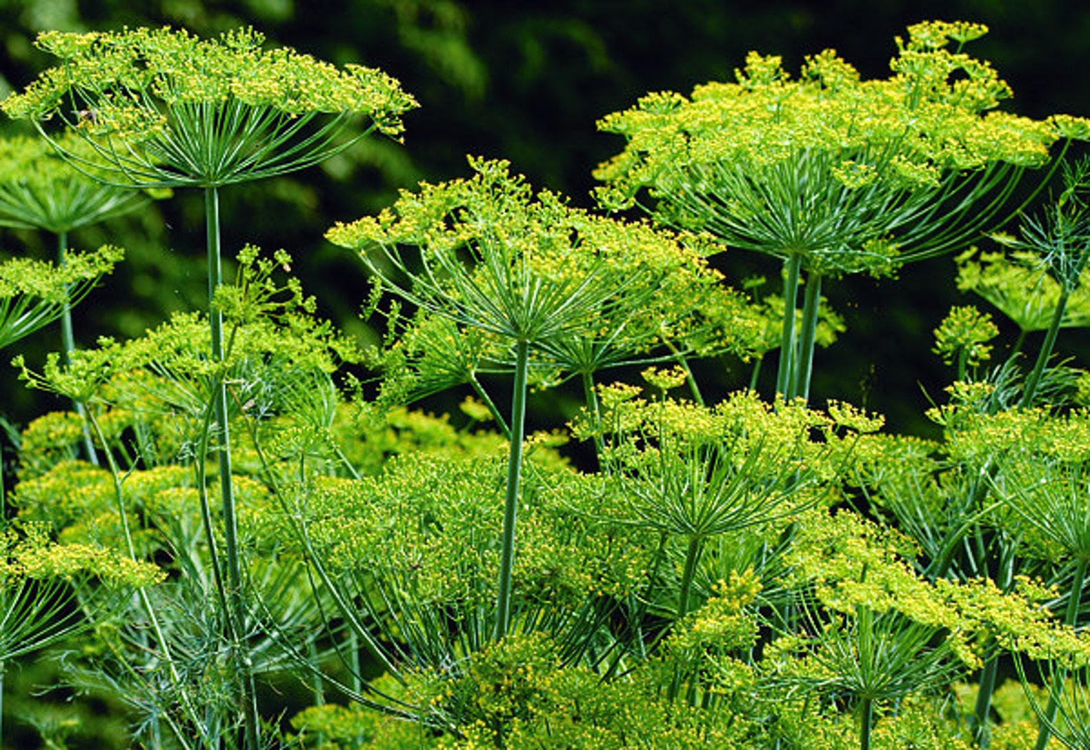 100 ORGANIC Dukat Dill Seeds Heirloom Sweetest Aromatic High Etsy