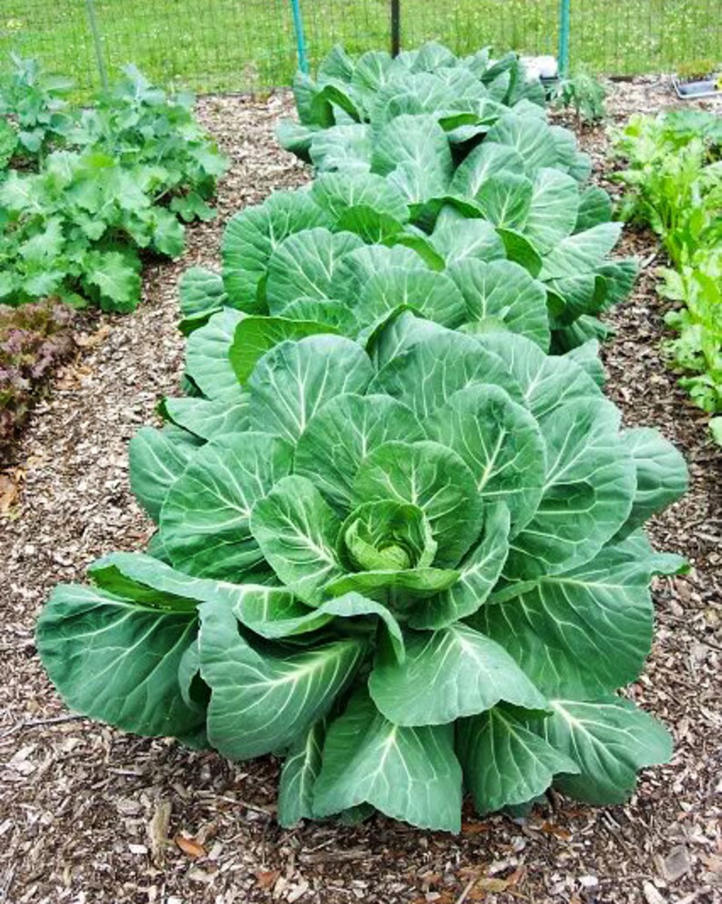 100 Giant Collards Southern Seeds Heirloom NONGMO Etsy