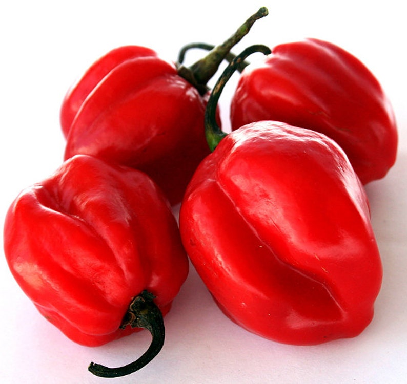 30 Scotch Jamaican Hot Red Pepper Seeds Heirloom Etsy
