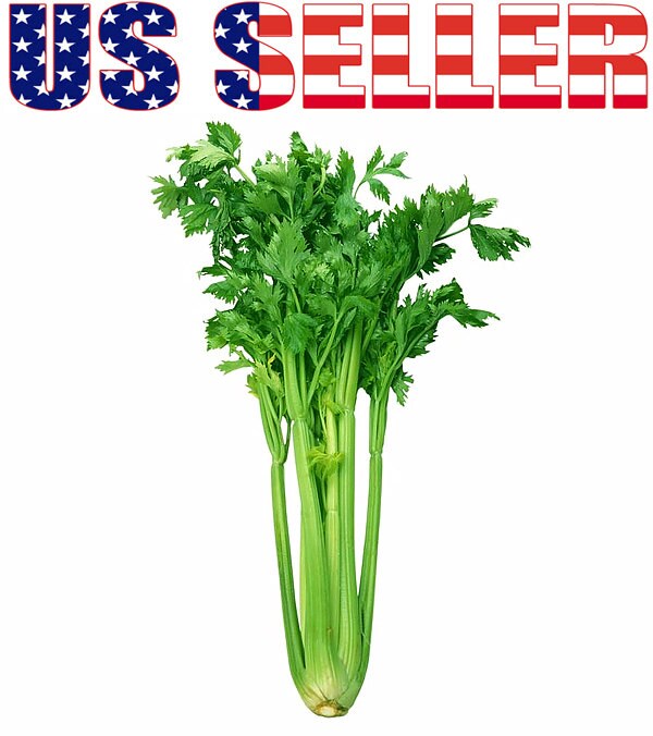 Tendercrisp Celery Seed Heirloom NON-GMO Fresh Seeds FAVORITE & FLAVORFUL 1000 