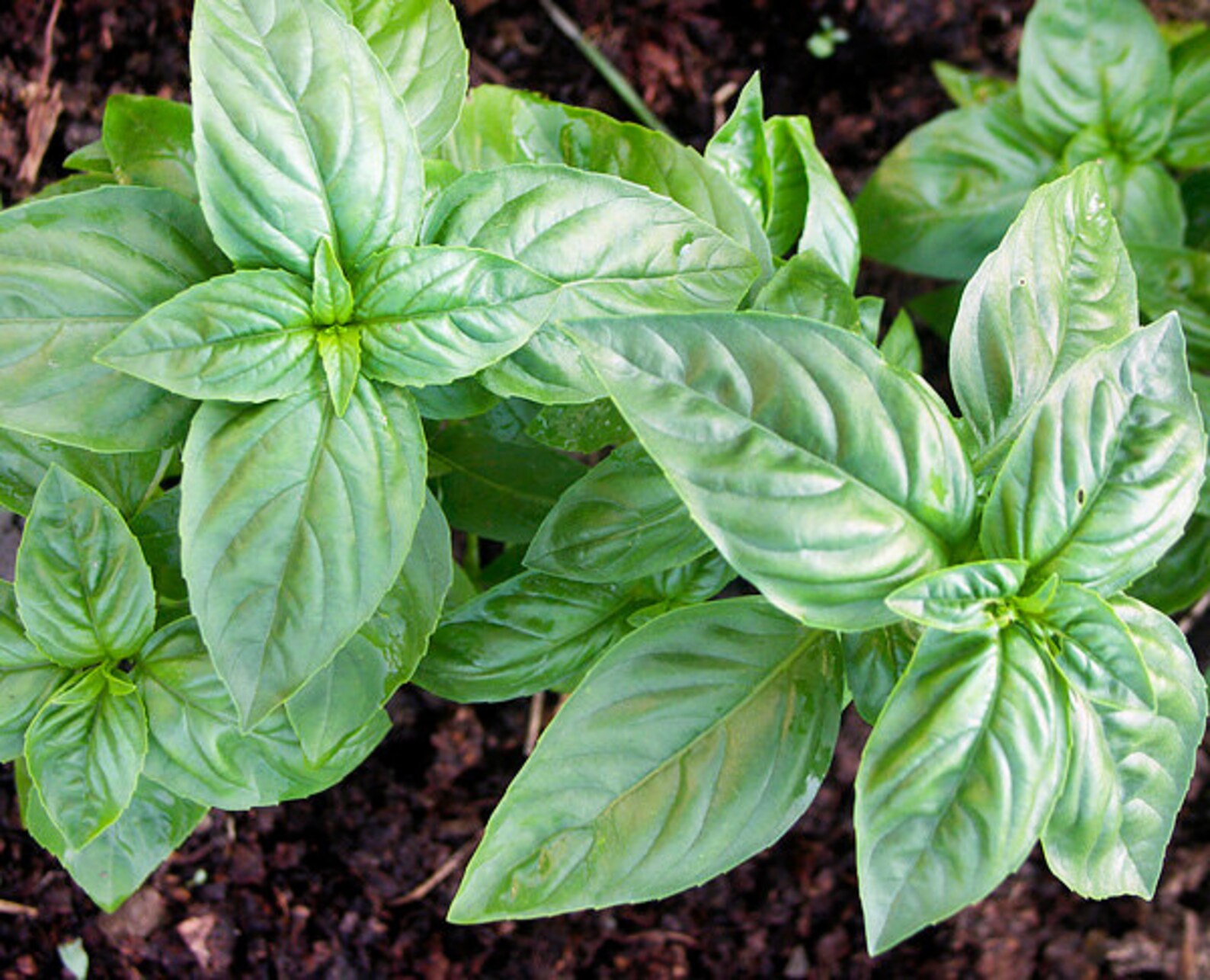 250 Genovese Basil Seeds Heirloom Italian NONGMO Fragrant Etsy