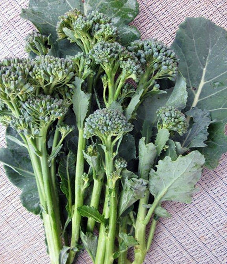 100 Calabrese Green Sprouting Broccoli Seeds Heirloom NONGMO Etsy