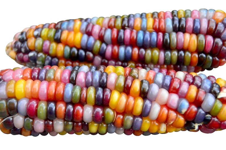 100 Glass Gem Corn Seeds Heirloom Nongmo Grown in USA Etsy