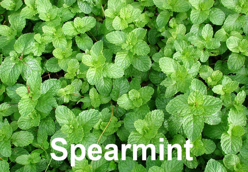 100 Mint Mix Seeds 4 Varieties Heirloom NONGMO Spearmint Etsy
