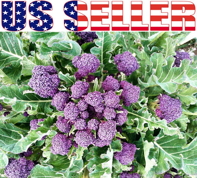 Variety Sizes FREE SHIP NON-GMO Heirloom Purple Sprouting Broccoli Seeds