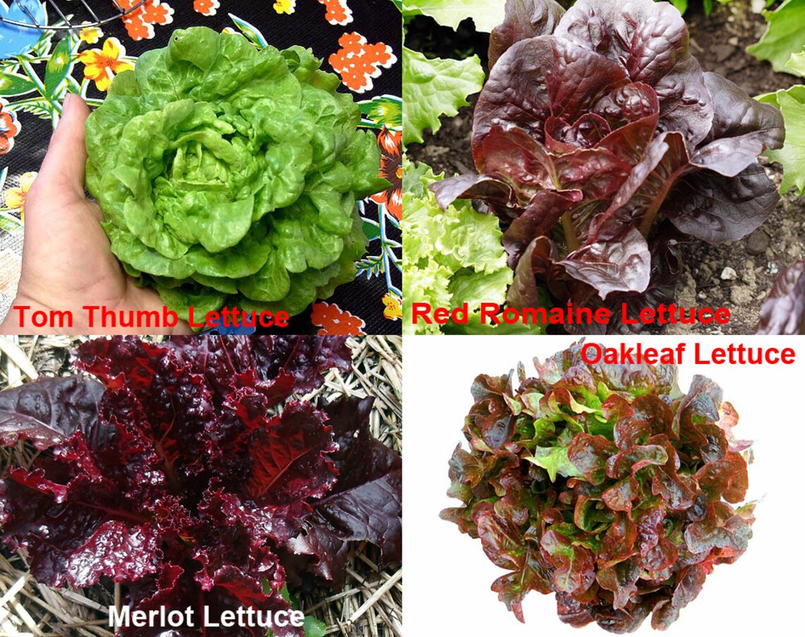 1000 Lettuce Mix 20 Varieties Heirloom NONGMO Rare For Salad Etsy