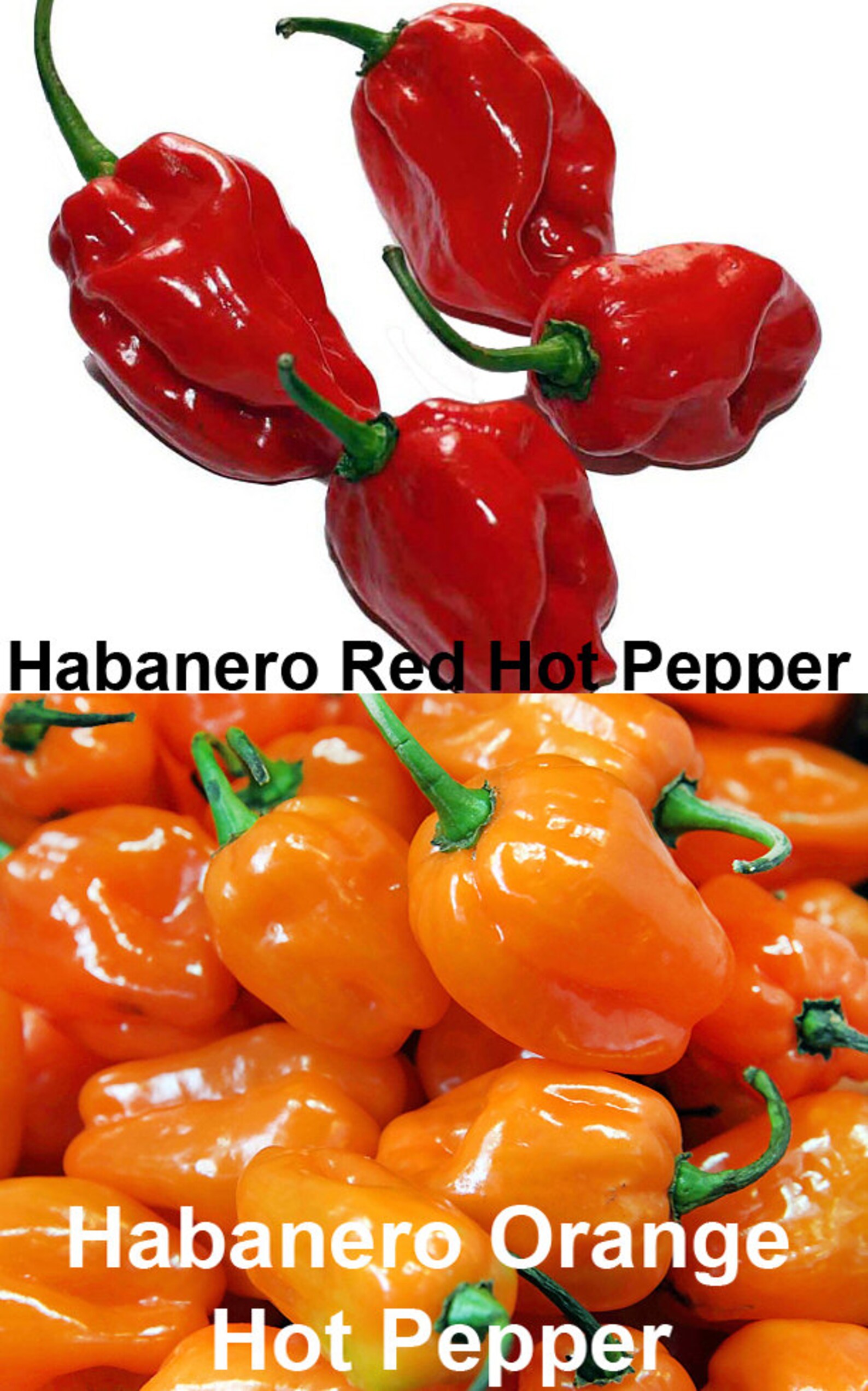 30 Hot Pepper Mix Seeds 16 Varieties Heirloom NONGMO Habanero Etsy