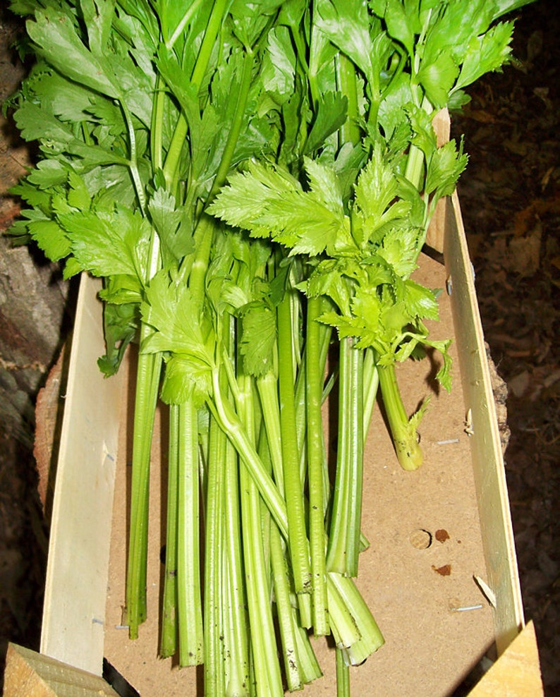 300 Giant Tendercrisp Celery Seeds Heirloom NONGMO Juicy Etsy