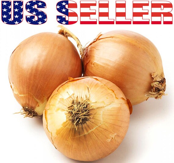 150 ORGANICALLY GROWN Sweet Spanish Yellow Onion Seeds Heirloom NON-GMO Mild US