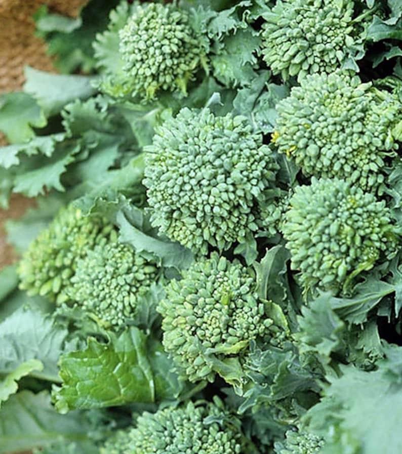 100 Calabrese Green Sprouting Broccoli Seeds Heirloom Etsy