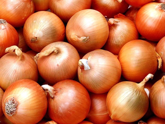 150 ORGANICALLY GROWN Sweet Spanish Yellow Onion Seeds Heirloom NON-GMO Mild US