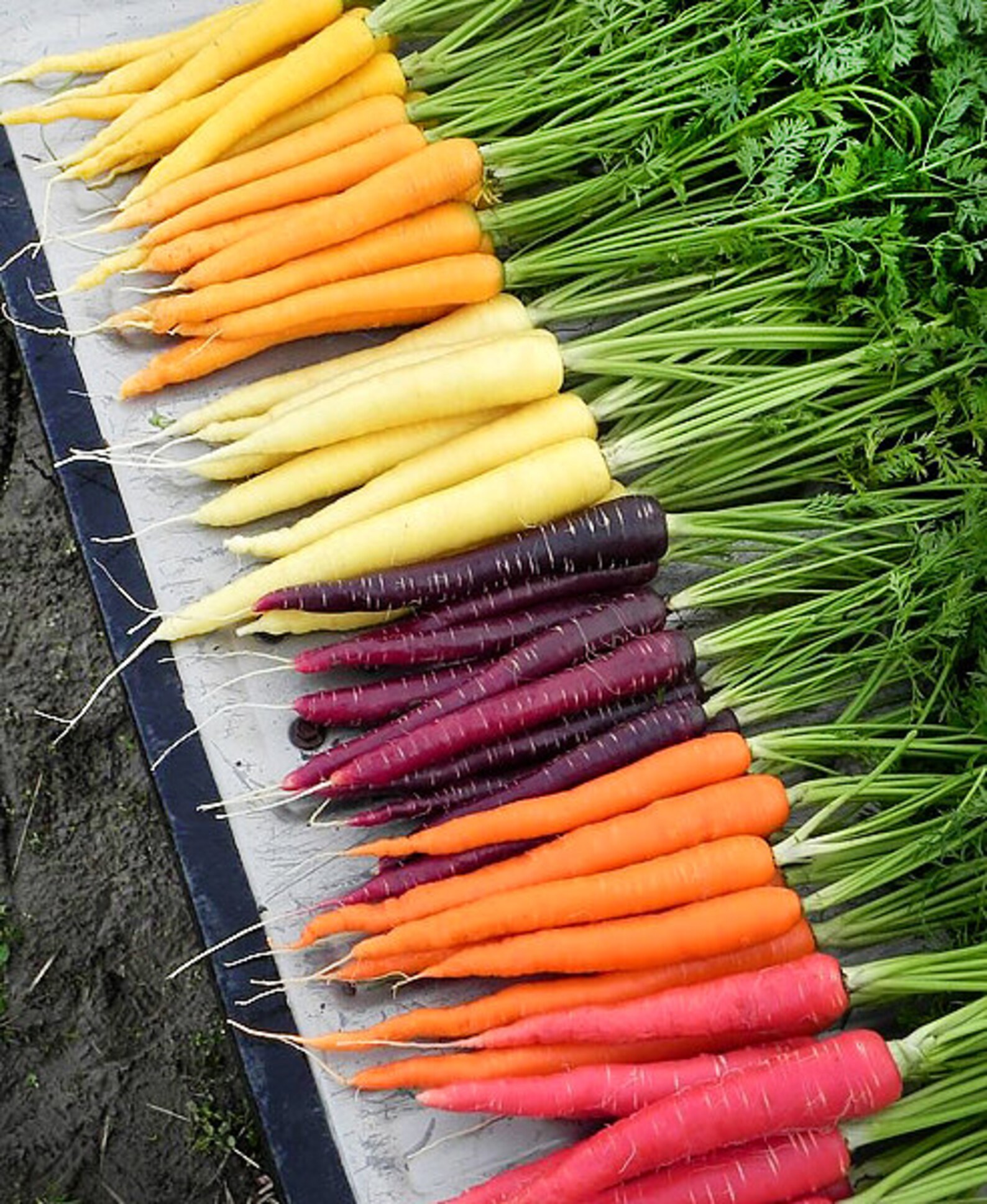 750 ORGANIC Rainbow Blend Carrot Seeds Heirloom NONGMO Rare Etsy