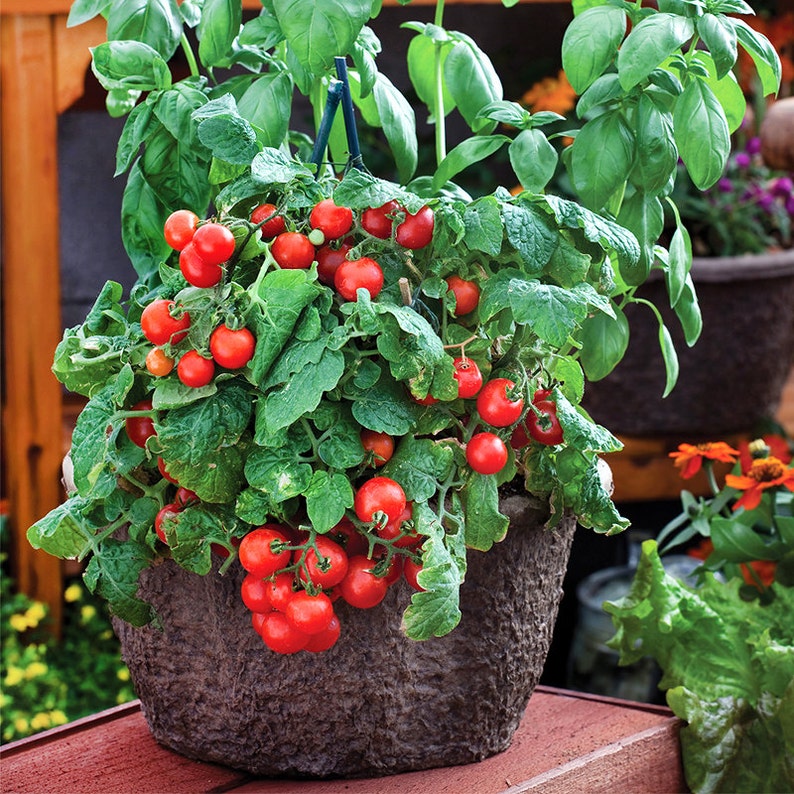 30 Dwarf Red Robin Tomato Heirloom NON-GMO Early | Etsy