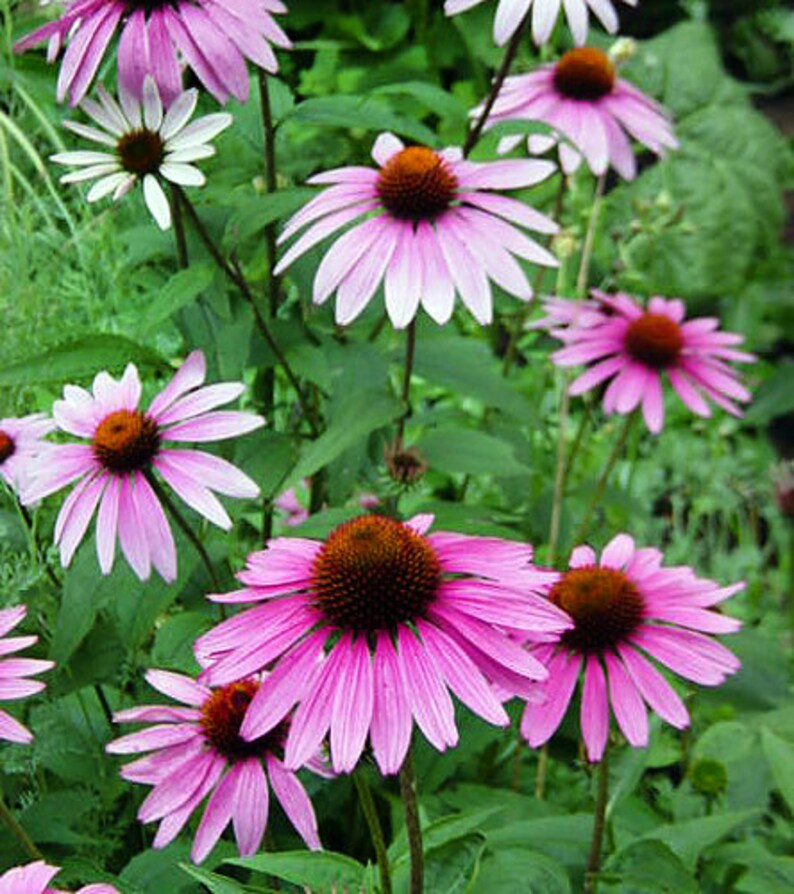 100 ORGANIC Echinacea Purpurea Purple Coneflower Seeds Etsy