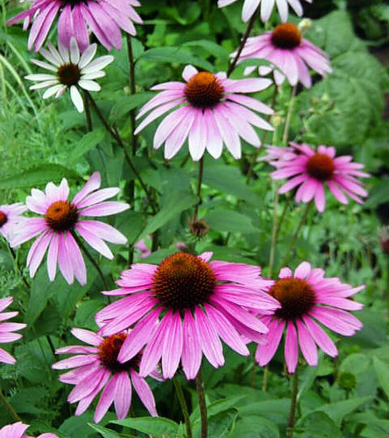 100 ORGANIC Echinacea Purpurea Purple Coneflower Seeds | Etsy