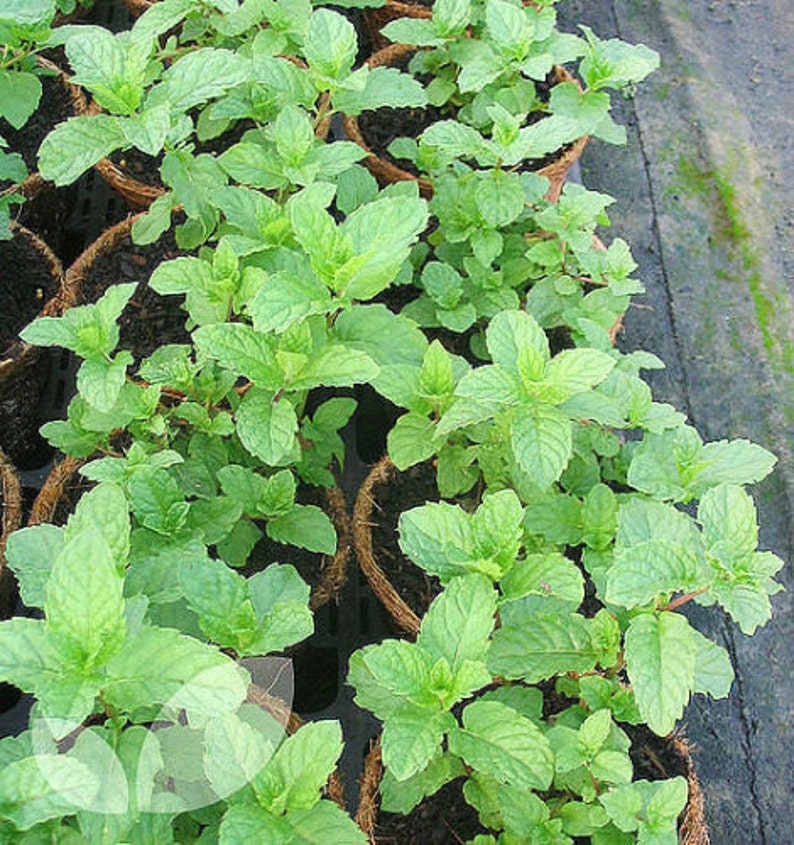 100 Moroccan Mint Seeds Heirloom NONGMO Fragrant Rare Etsy