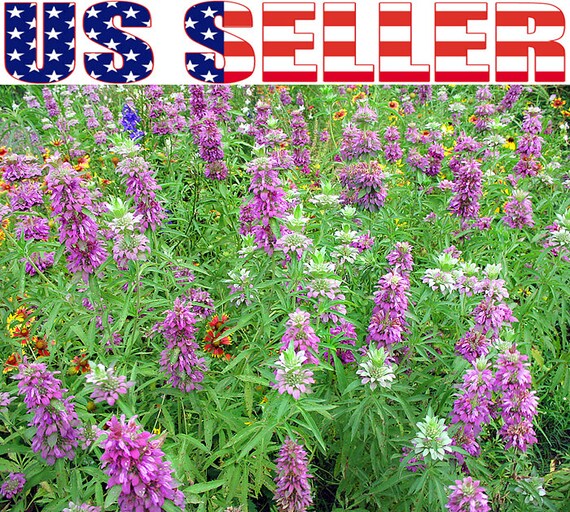 200 Wild Bergamot Seeds Heirloom NON-GMO Mintleaf Bee Balm Oswego Tea From USA