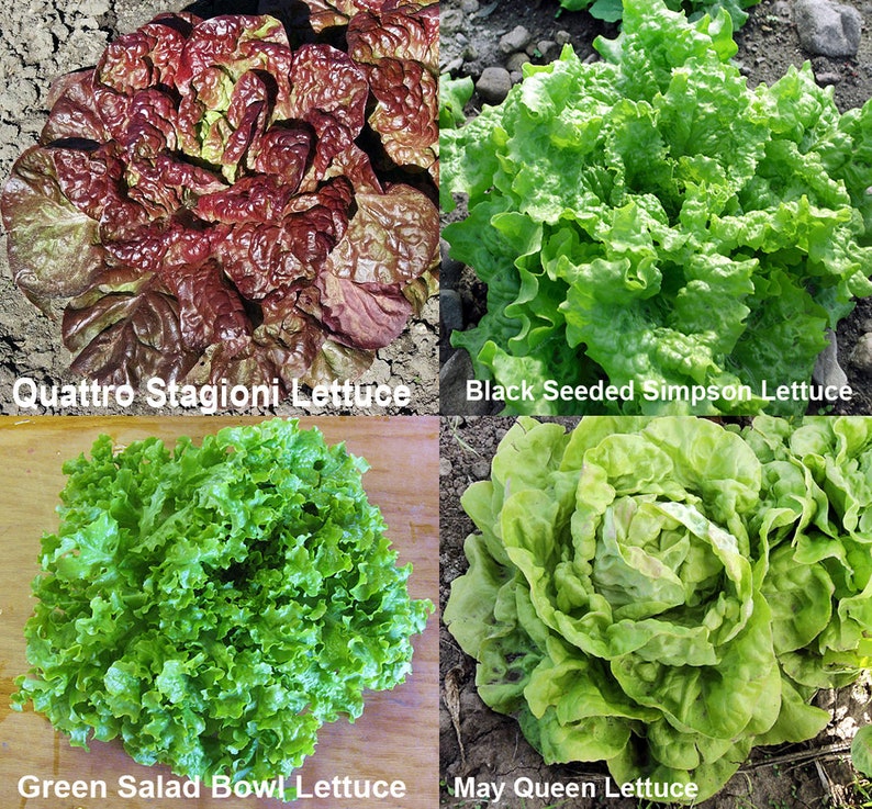 1000 Lettuce Mix 20 Varieties Heirloom NONGMO Rare For Salad Etsy