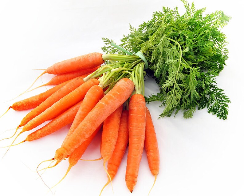 250 Tendersweet Carrot Seeds Heirloom NONGMO Sweet Crisp Etsy
