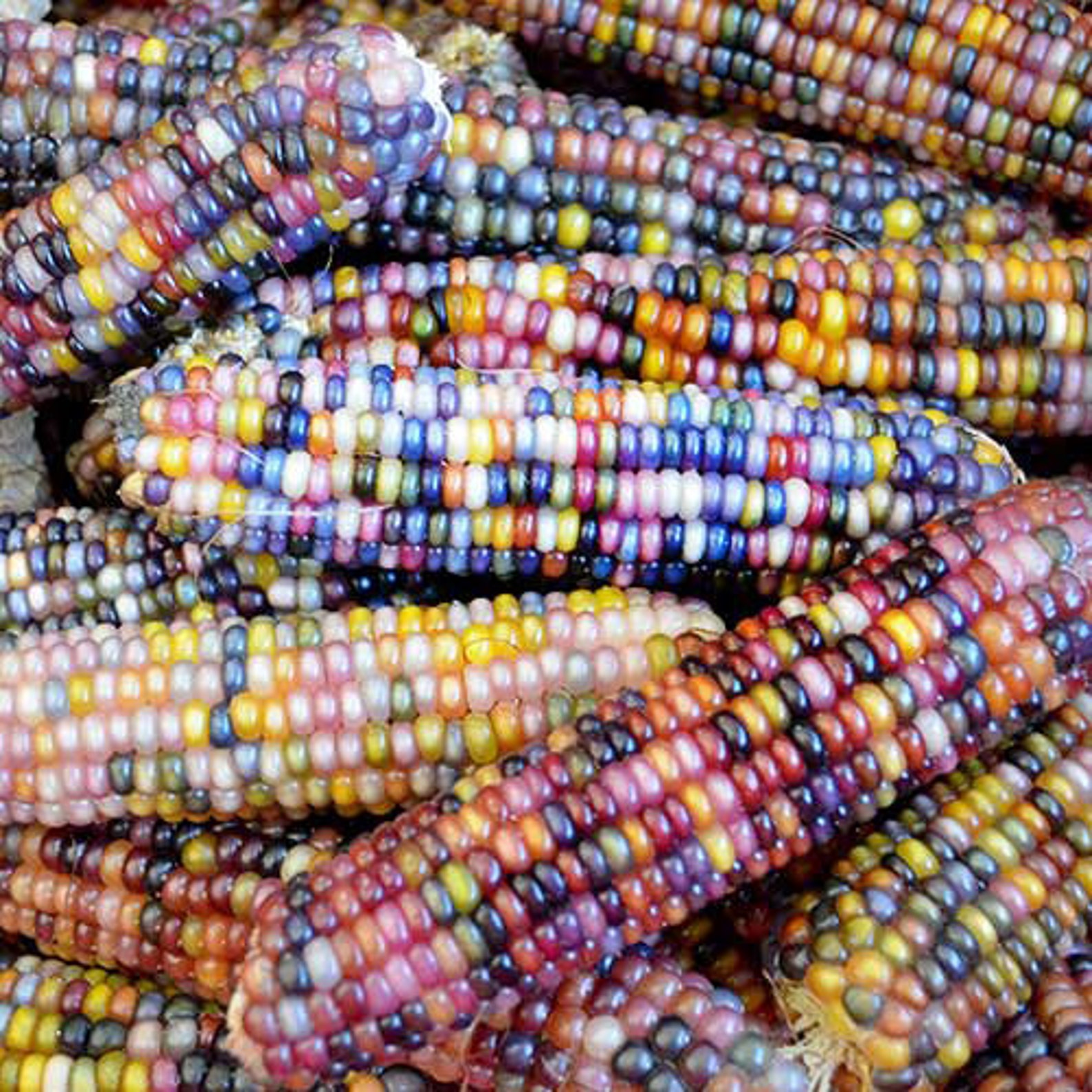 100 Glass Gem Corn Seeds Heirloom NonGMO Grown in USA Etsy