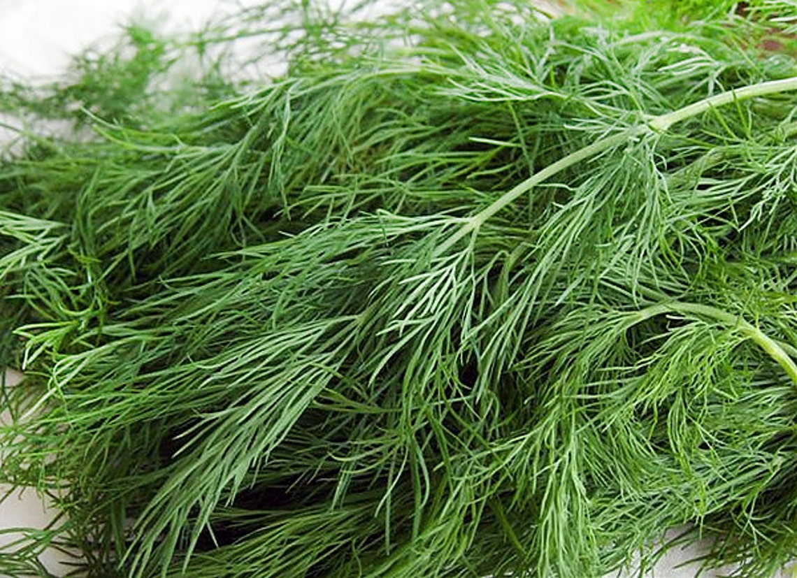 100 ORGANIC Dukat Dill Seeds Heirloom Sweetest Aromatic High Etsy