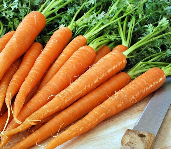 500 SEEDS NON-GMO Imperator Carrot Seeds
