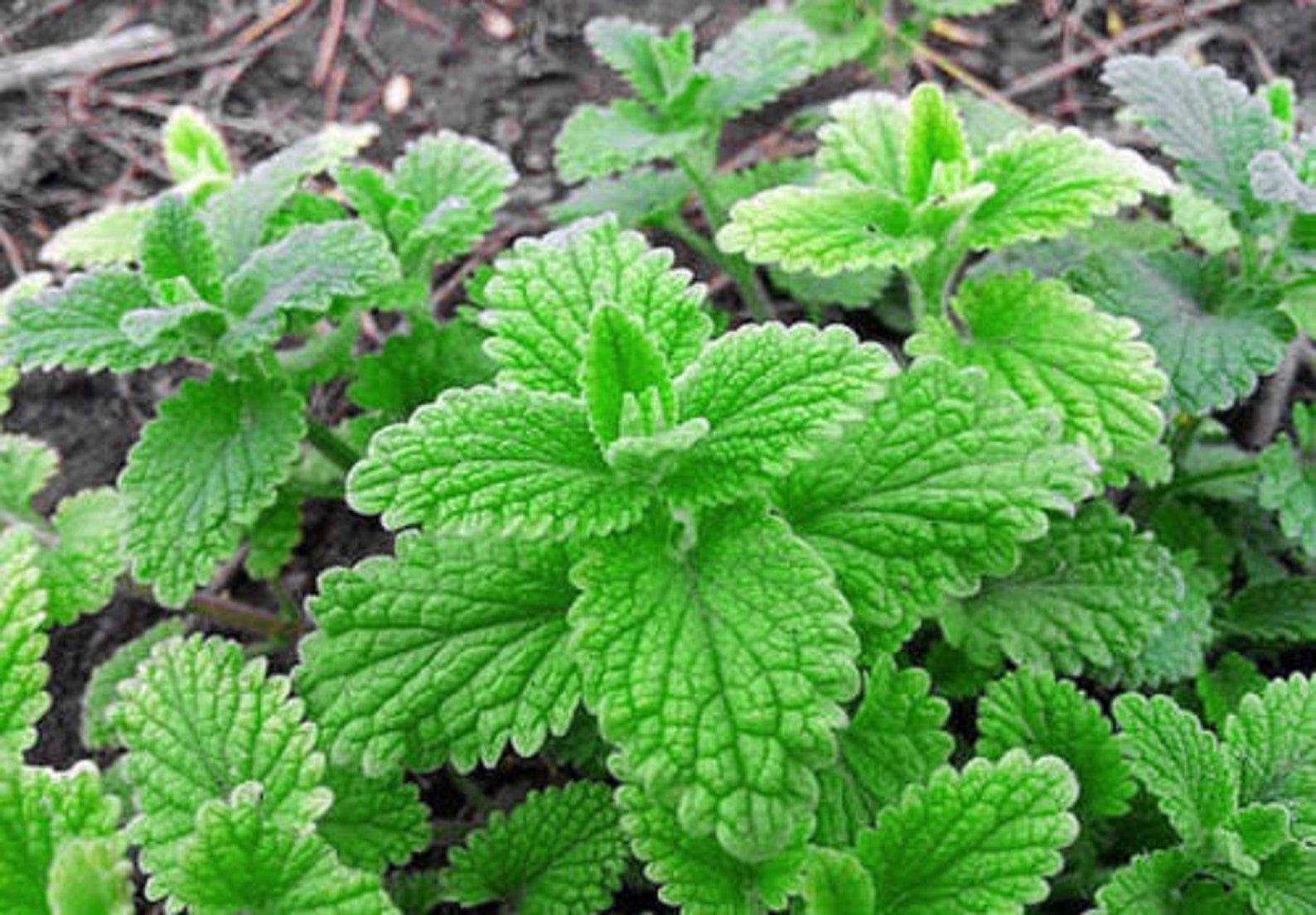 100 Strawberry Mint Seeds Heirloom NONGMO Fragrant Rare Etsy