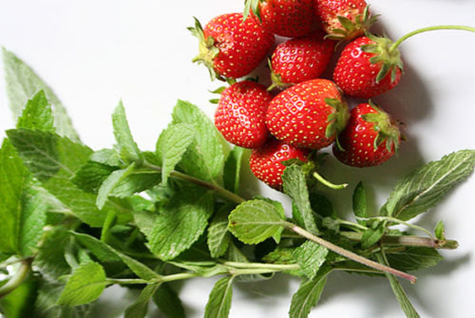 100 Strawberry Mint Seeds Heirloom NONGMO Fragrant Rare Etsy