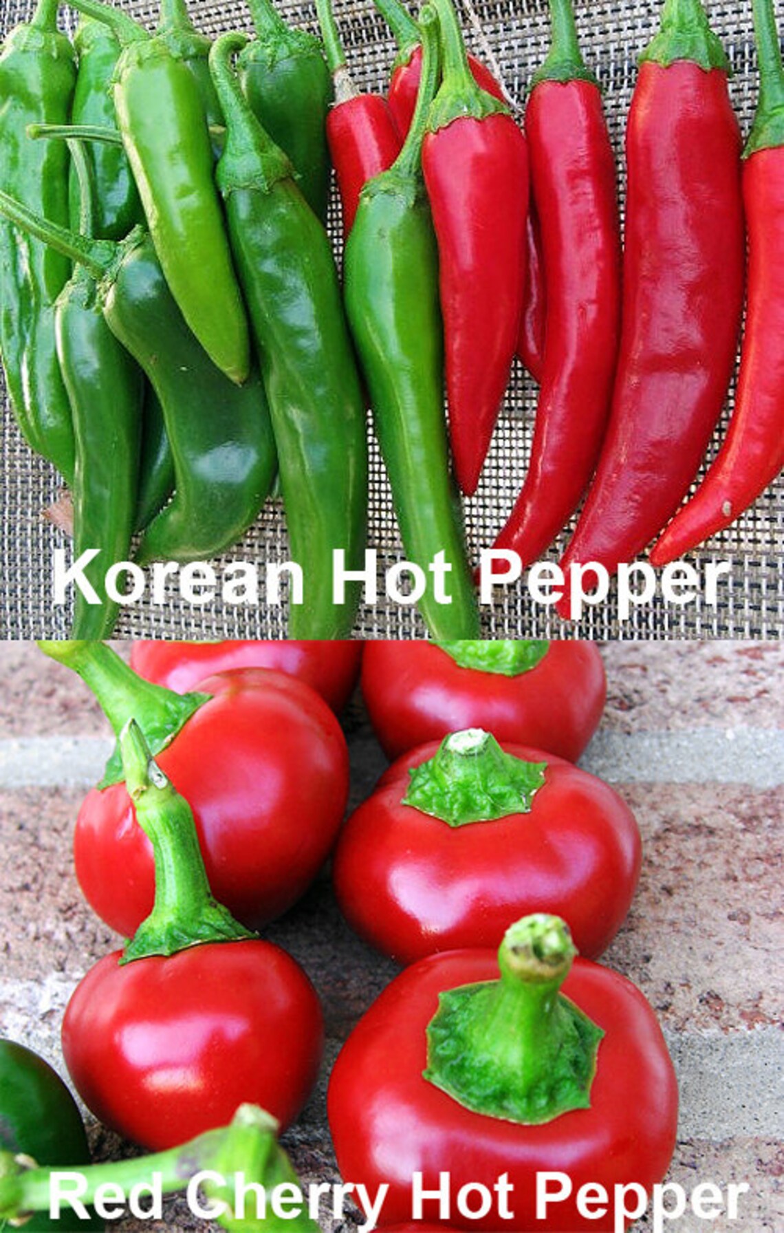 30 Hot Pepper Mix Seeds 16 Varieties Heirloom NONGMO Habanero Etsy