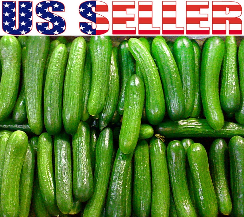 30 Persian Beit Alpha Cucumber Seeds Heirloom NONGMO Crispy Etsy