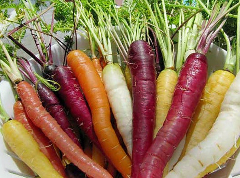 150 Rainbow Blend Carrot Seeds Heirloom NONGMO Rare Atomic Etsy