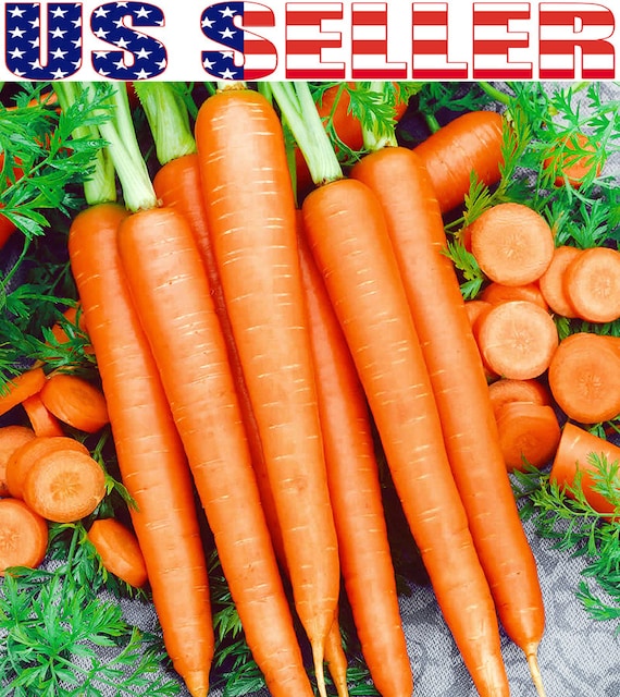 500 SEEDS NON-GMO Imperator Carrot Seeds