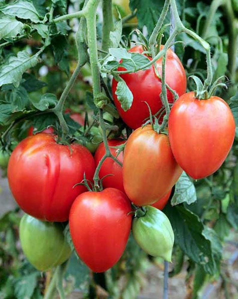 30 Amish Paste Tomato Seeds Sweet Heirloom NONGMO Rare Low Etsy
