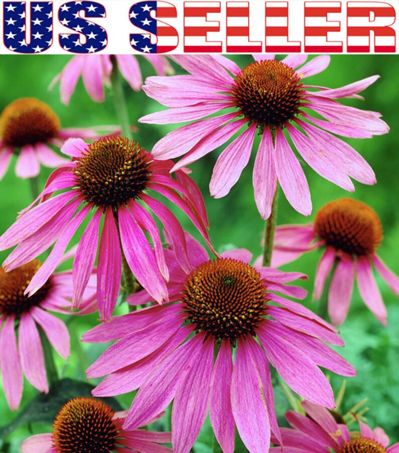 100 ORGANIC Echinacea Purpurea Purple Coneflower Seeds Etsy
