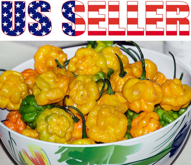 30 Scotch Jamaican Hot Yellow Pepper Seeds Heirloom Etsy
