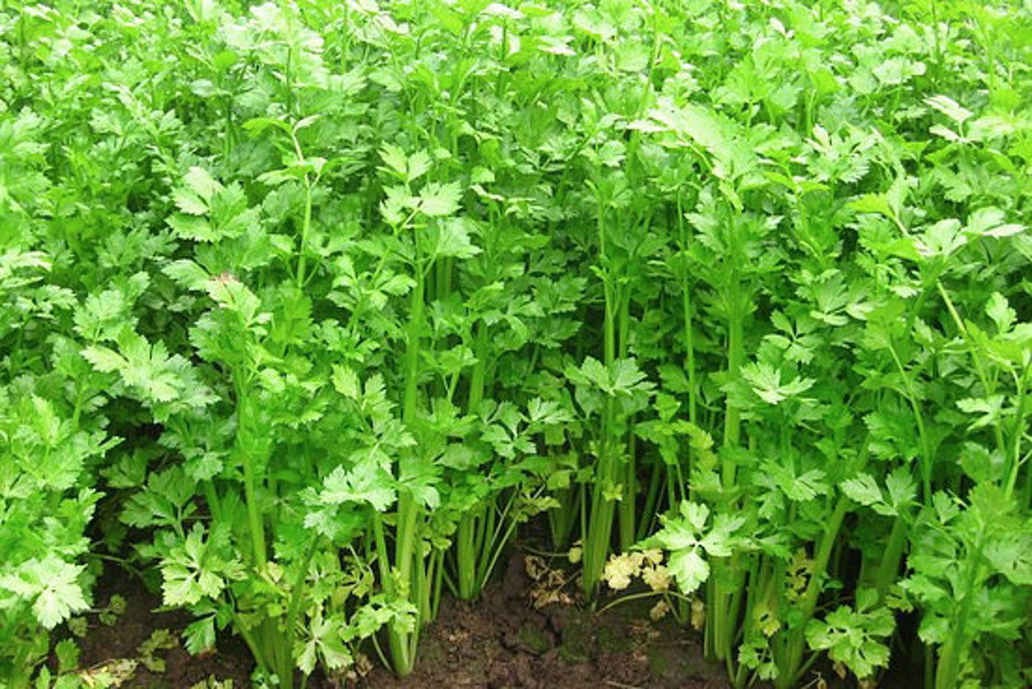 1000 Kintsai Chinese Dark Green Celery Seeds Heirloom NONGMO Etsy