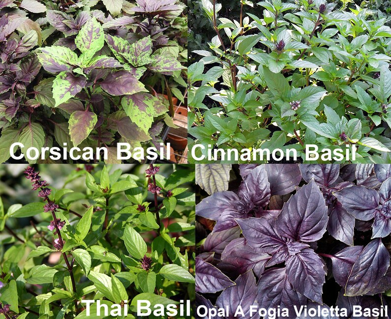100 Basil Mix Seeds 12 Varieties Heirloom NONGMO Tulsi Etsy