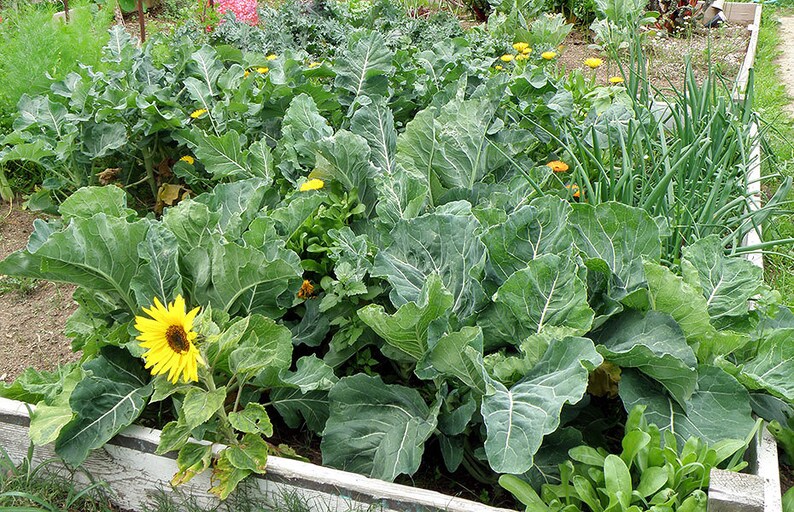 100 Giant Collards Georgia Southern Seeds Heirloom NON GMO Etsy 100-giant-collards-georgia-southern-seeds-heirloom-non-gmo-etsy