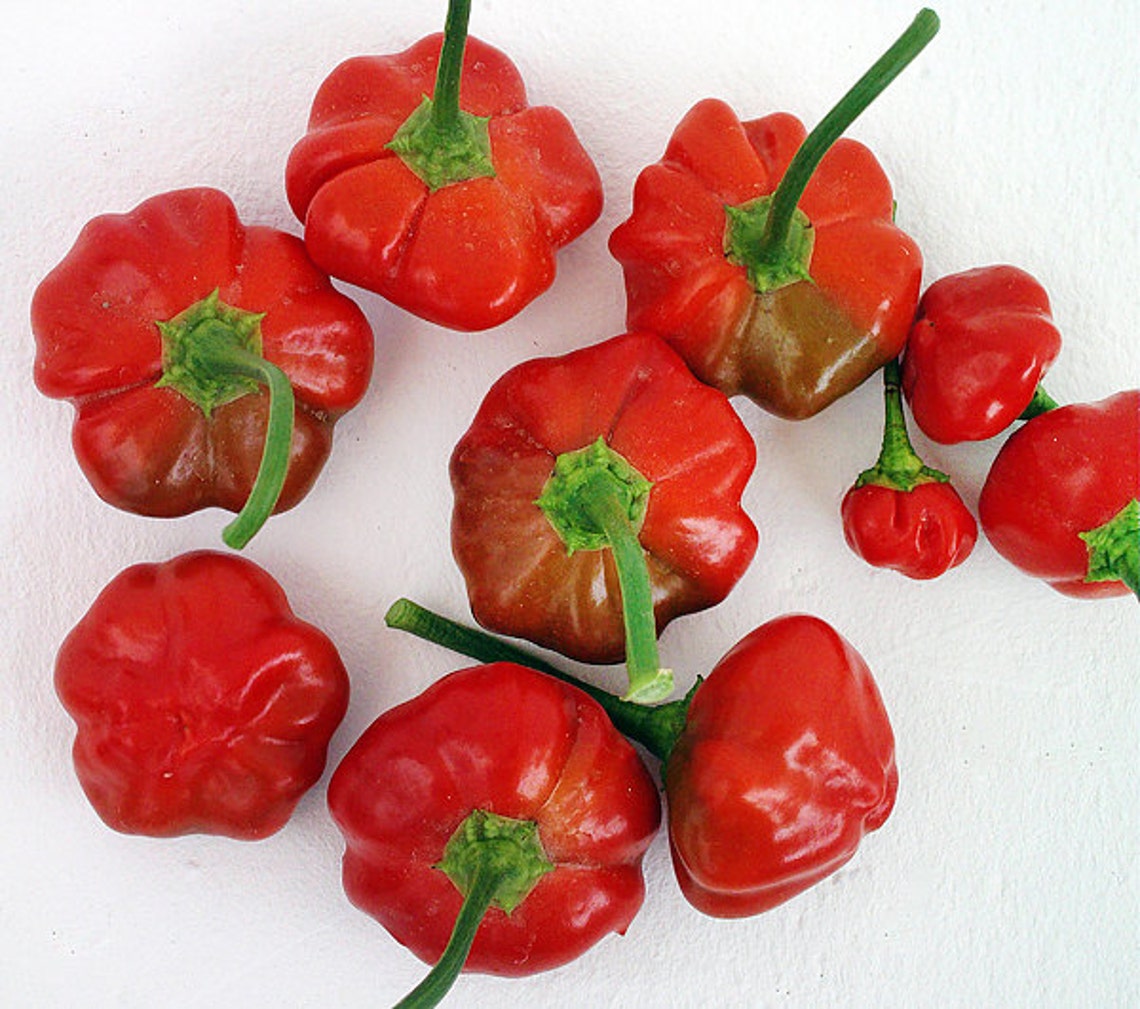 30 Scotch Jamaican Hot Red Pepper Seeds Heirloom Etsy