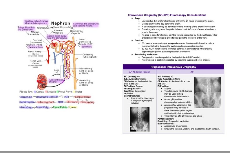 Rad Notes - Urinary System - Radiography Study Guide *digital Copy* - Etsy