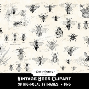 Vintage Bee Clipart, Antieke Honeybee Overlays, Bumble Bee Digital Transfer, Insect Ephemera, Collage Sheet PNG, Scrapbook Gravures