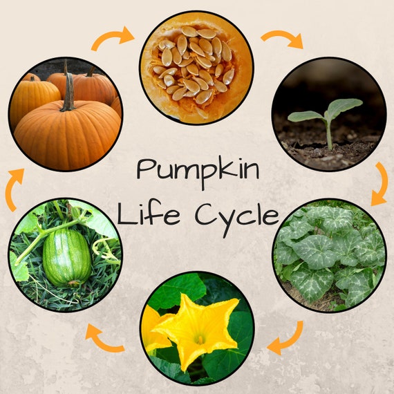 free-pumpkin-life-cycle-worksheets-made-with-happy