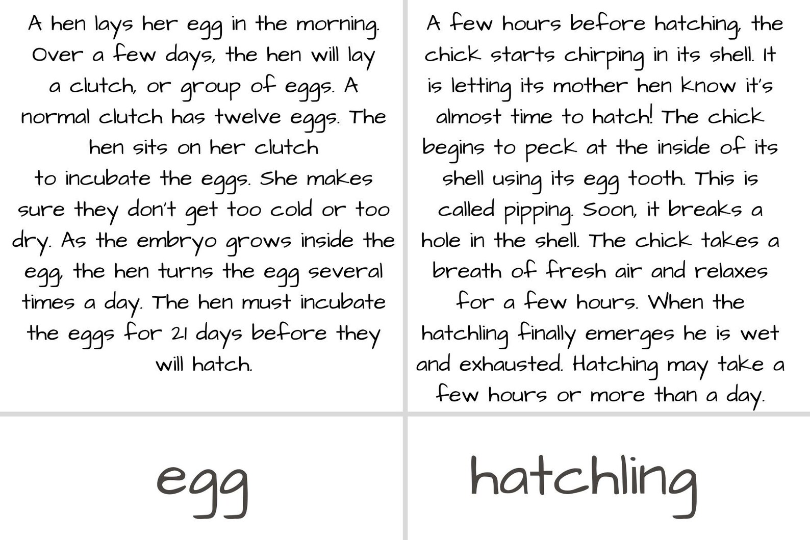 life-cycle-of-a-chicken-montessori-life-science-etsy