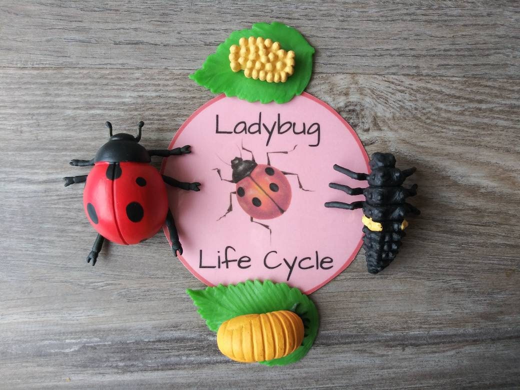 Lady Bug Life Cycle - Etsy Canada