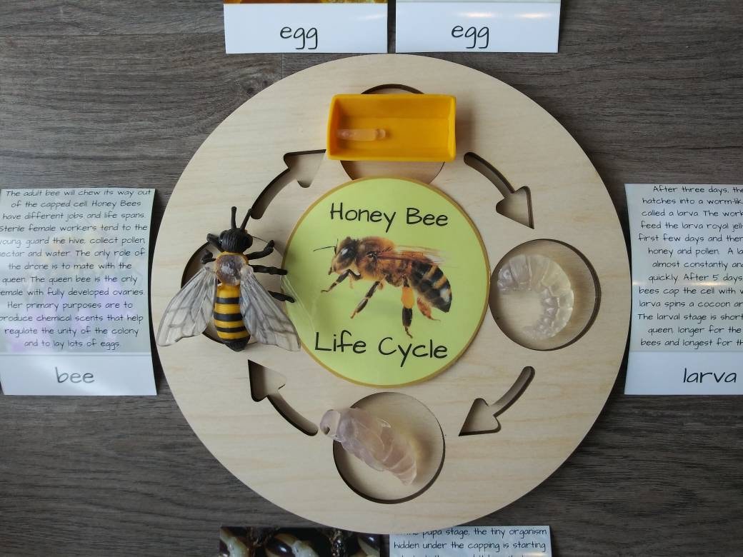 The Life Cycle of Bees