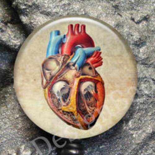 Human Anatomy Badge Reel Retractable Badge Holder Skeleton Etsy