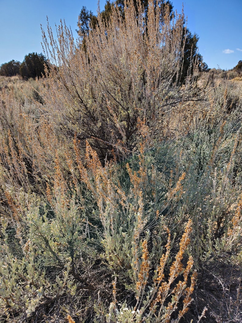 Sagebrush/WildGrown & Organic Native New Mexico Big Etsy