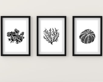 Nautical Prints Printables Coastal Wall Art Minimalist Nautical Art Black And White Coastal Decor Coral Specimen Poster Sea Urchin Print