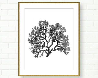 May include: Black and white botanical art print of a coral-like structure, framed in a gold-colored frame. The artwork is centered on a white background, creating a striking contrast. The frame is rectangular and adds a touch of elegance to the piece.