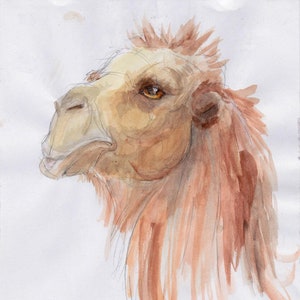 CAMEL Watercolor Wall Art - Original Artwork - David Colman Illustration